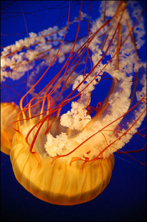 20120518-jellyfish Chrysaora_quinquecirrha.JPG